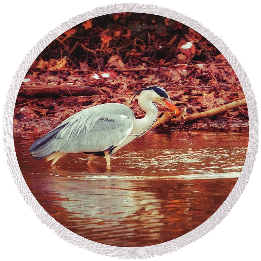 Heron Round Beach Towel featuring the photograph Grey Heron - Ardea Cinerea #7 by Marc Braner