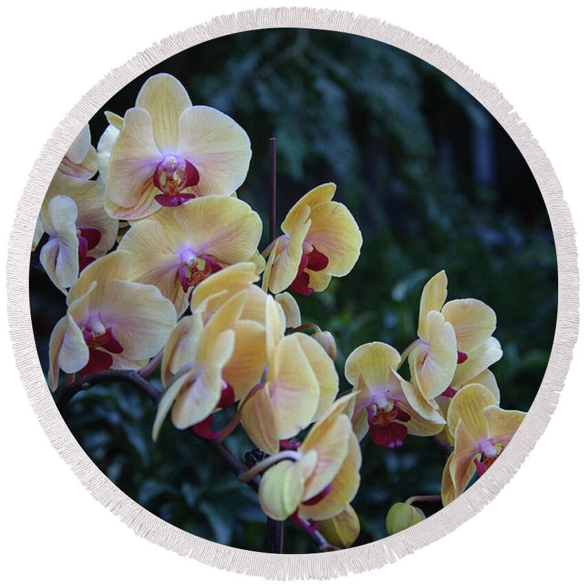 Flower Round Beach Towel featuring the photograph Butterfly orchid flowers #8 by Carl Ning