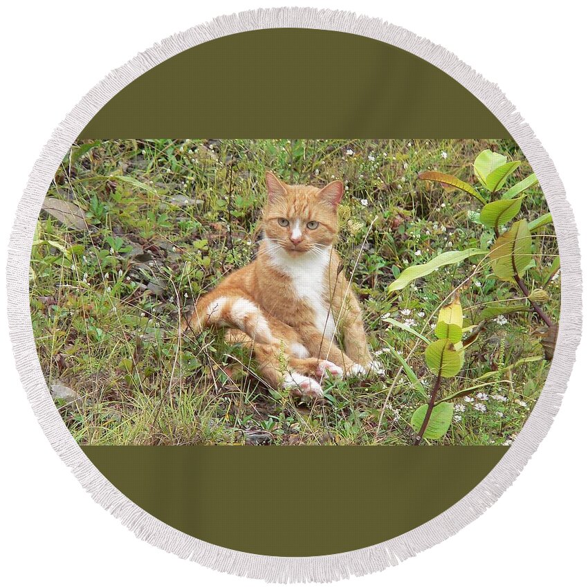 Cat Round Beach Towel featuring the photograph Cat #8 by Jackie Russo