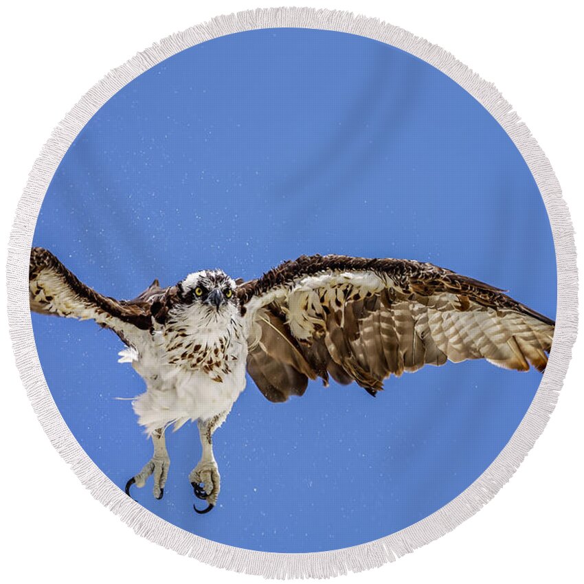 Naples Round Beach Towel featuring the photograph Osprey #9 by Peter Lakomy