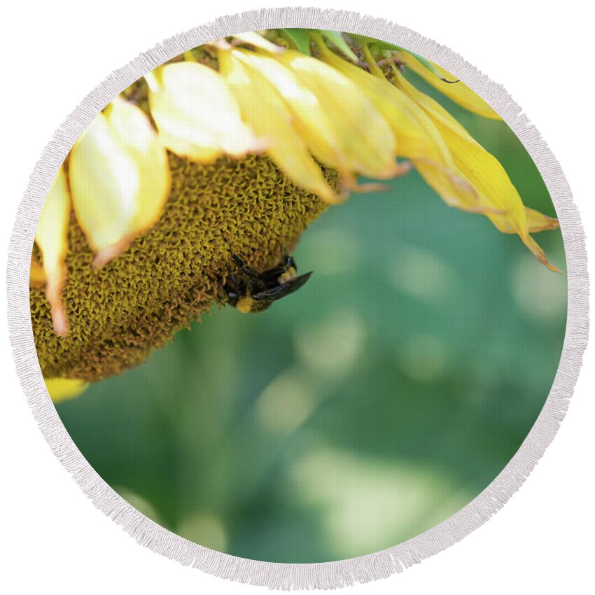 Field Round Beach Towel featuring the photograph A Bee in Pollen on a Big Sunflower by Anthony Doudt