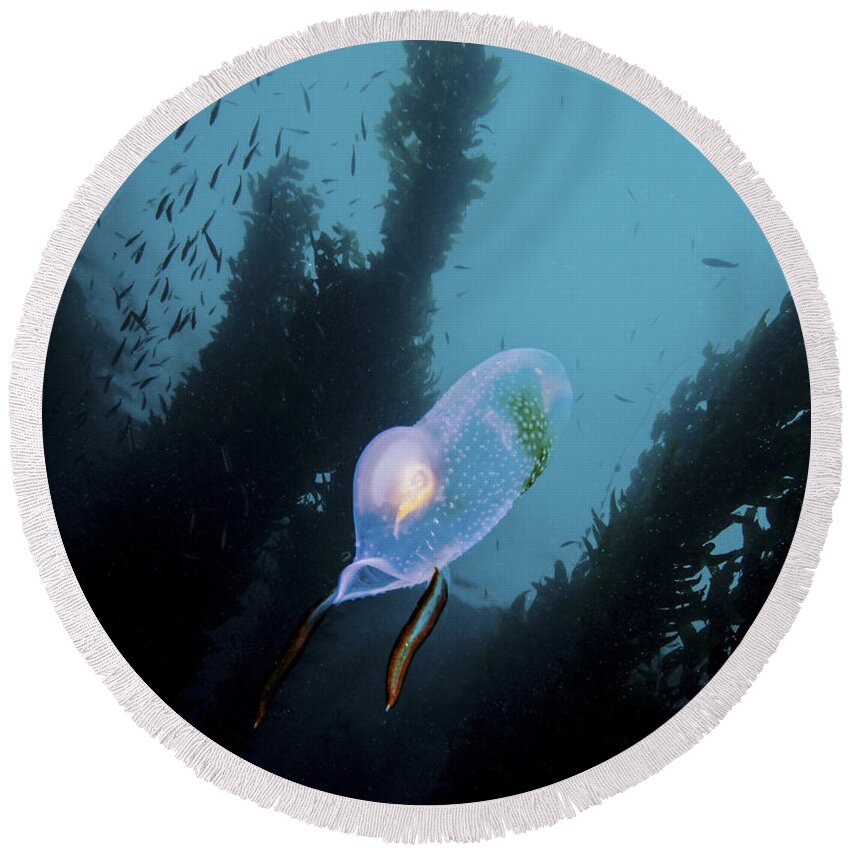 Vertical Round Beach Towel featuring the photograph A Bioluminescent Tunicate, Catalina by Brent Barnes