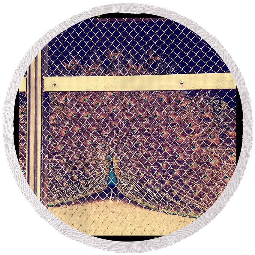 Bird Round Beach Towel featuring the photograph A Caged Peacock by Shunsuke Kanamori