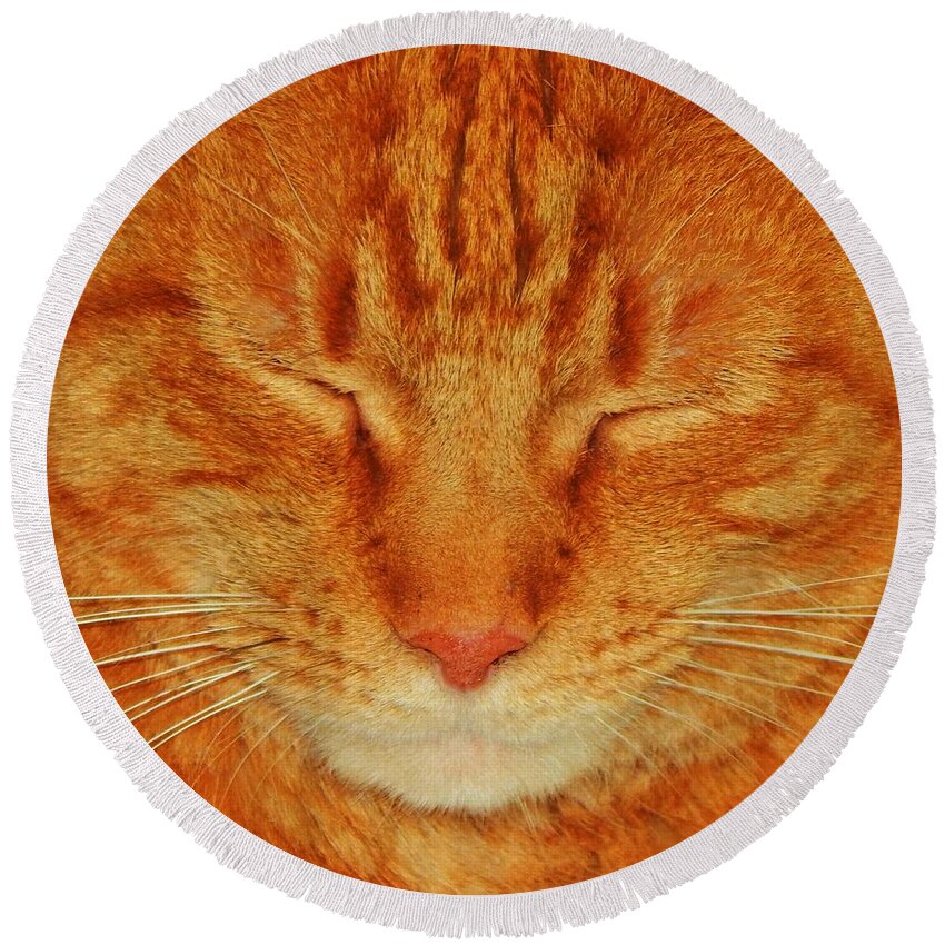 Cat Animal Pet Feline Tabby Orange Love Photo Digital Jan Gelders Photography Round Beach Towel featuring the photograph A Cat Portrait by Jan Gelders