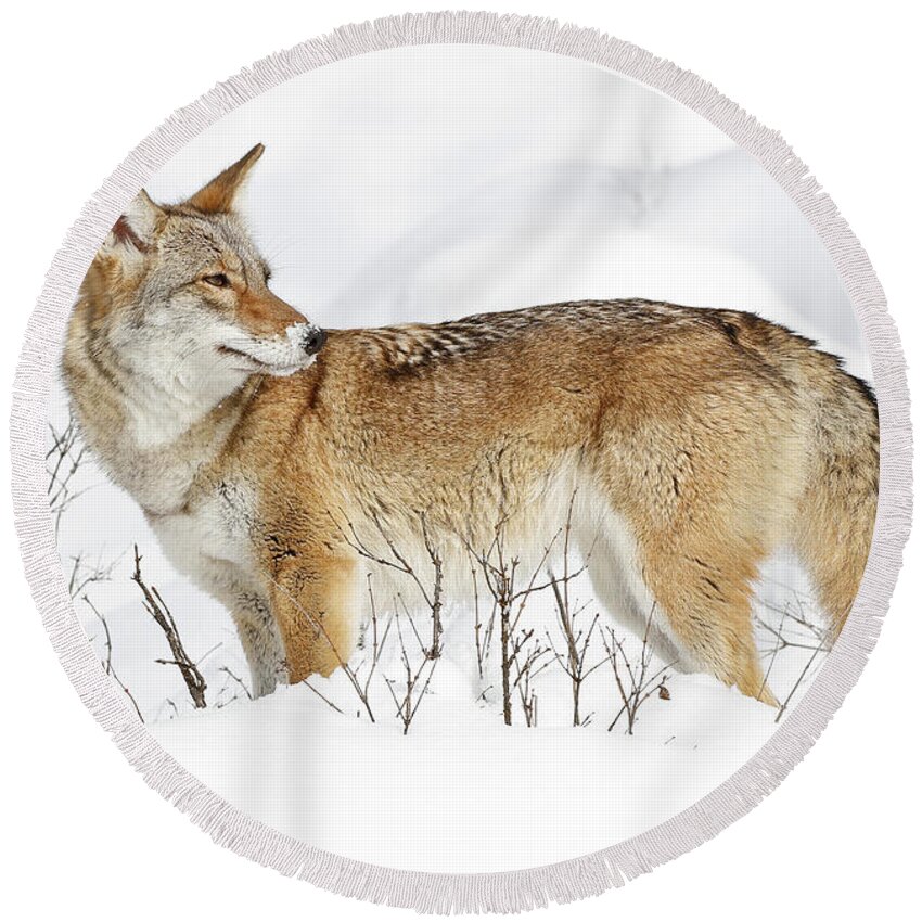 Coyotes Round Beach Towel featuring the photograph A Coyote Winter by Athena Mckinzie