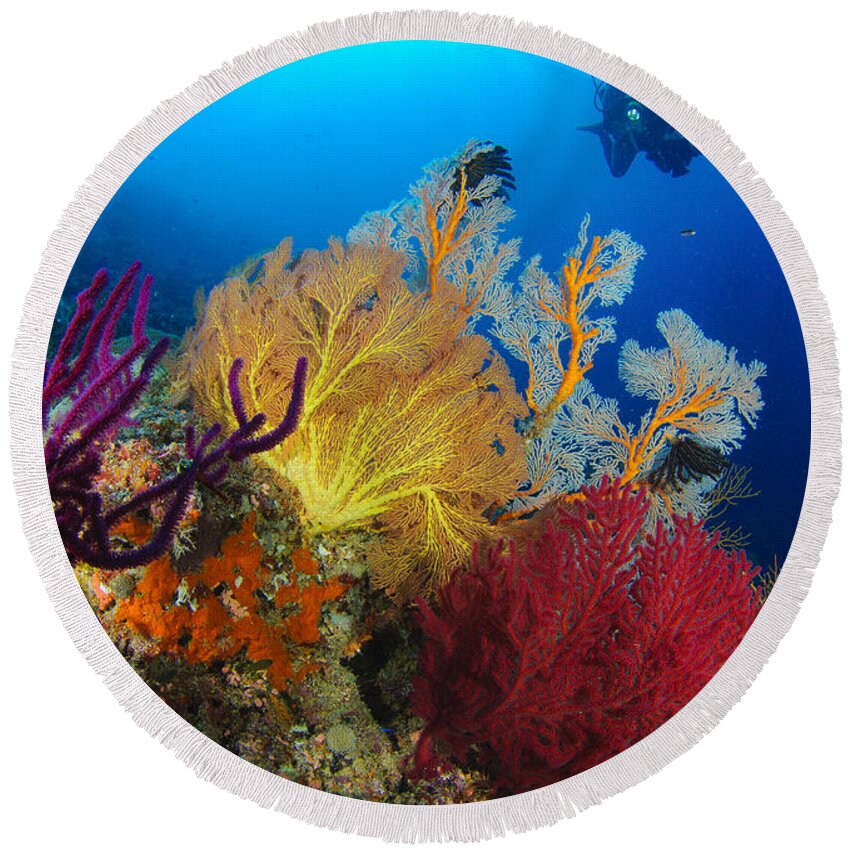 Anthozoa Round Beach Towel featuring the photograph A Diver Looks On At A Colorful Reef by Steve Jones