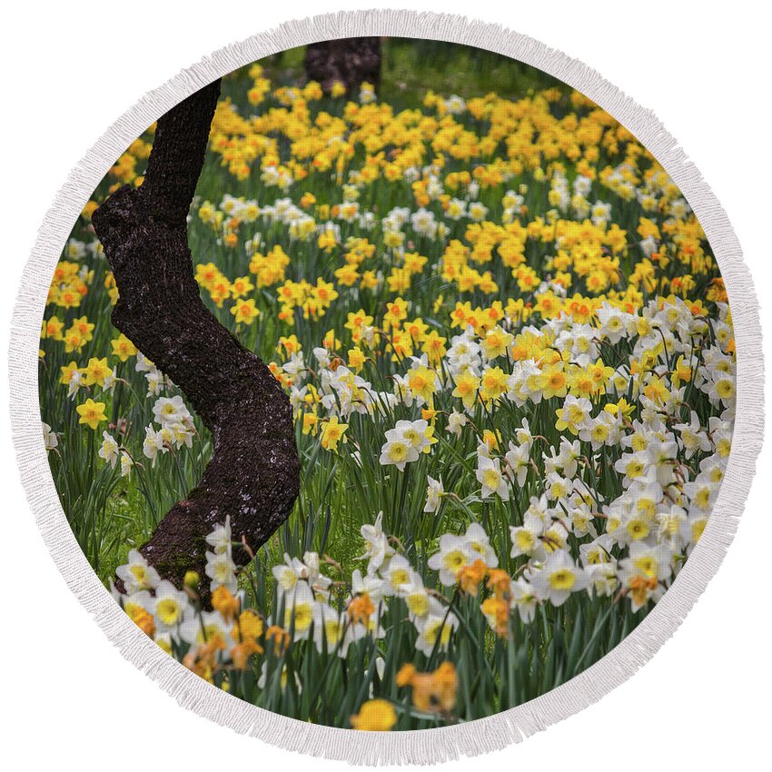 A Field Of Daffodils Round Beach Towel featuring the photograph A Field Of Daffodils by Mitch Shindelbower