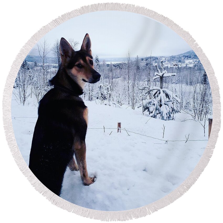 Foggy Fog Dog Animal Alaska Husky Landscape Photo Valley Snow Trees Tree Plant Panorama Black Round Beach Towel featuring the photograph A Foggy Day in the Valley by Jeanette Rode Dybdahl