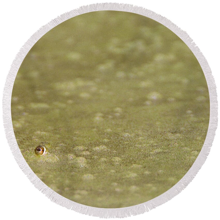 Amphibian Round Beach Towel featuring the photograph A Frogs Eye in Pond Muck by John Harmon