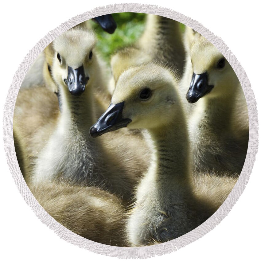 Gaggle Round Beach Towel featuring the photograph A Gaggle Of Geese by Bob Christopher
