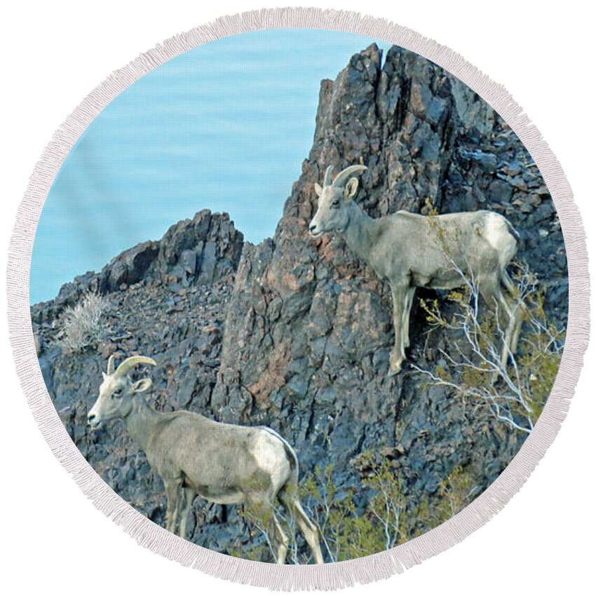 Sheep Round Beach Towel featuring the photograph A Group Of Desert Bighorn Sheep by Kay Novy