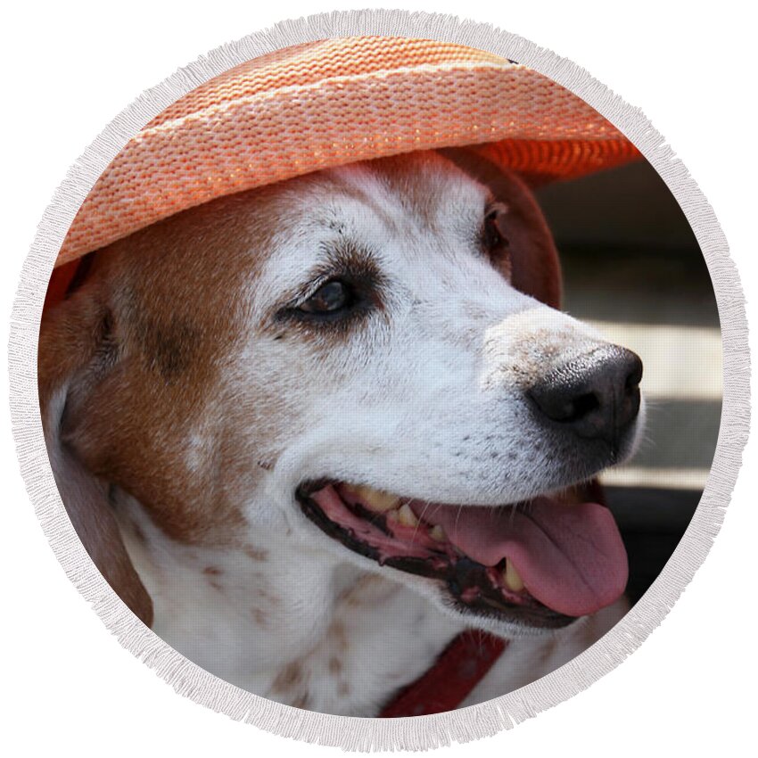 Beagle Round Beach Towel featuring the photograph A Hat for Buddy by Bob Slitzan