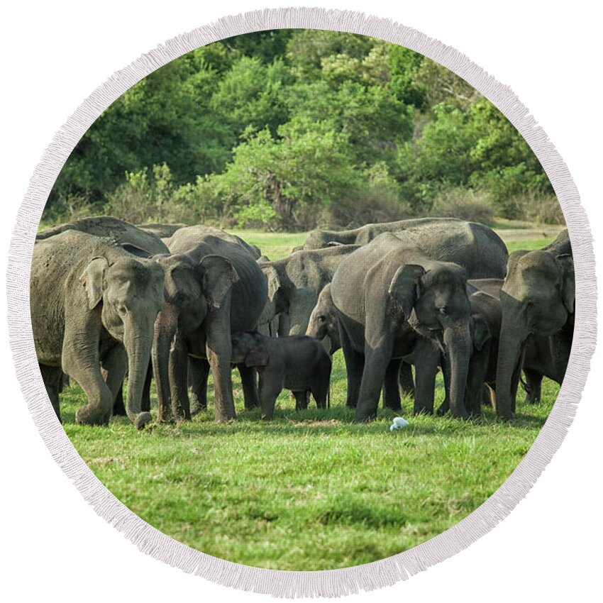 Animal Round Beach Towel featuring the photograph A herd of elephants with young by Patricia Hofmeester