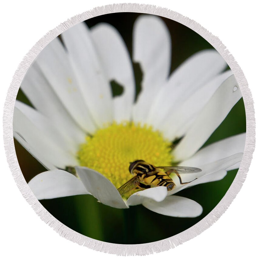 Nature Round Beach Towel featuring the photograph A Hoverfly and a Daisy by Elena Perelman