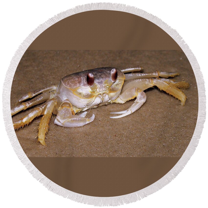 Beach Round Beach Towel featuring the photograph A Little Crabby by Trish Tritz