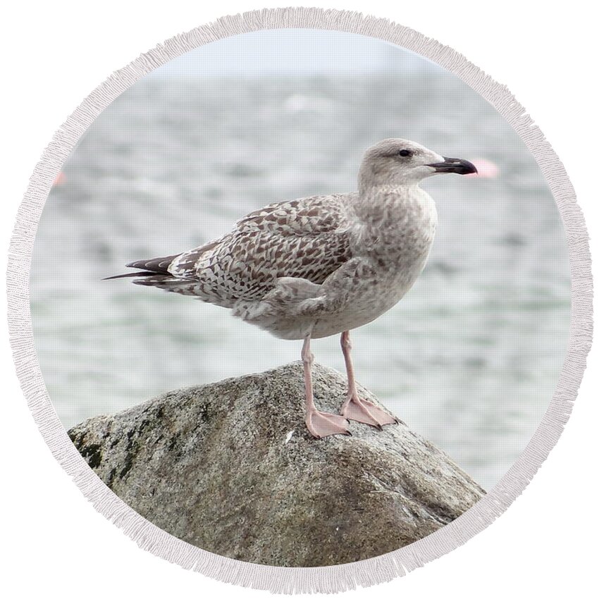 Gull Round Beach Towel featuring the photograph A moment of rest by Karin Ravasio