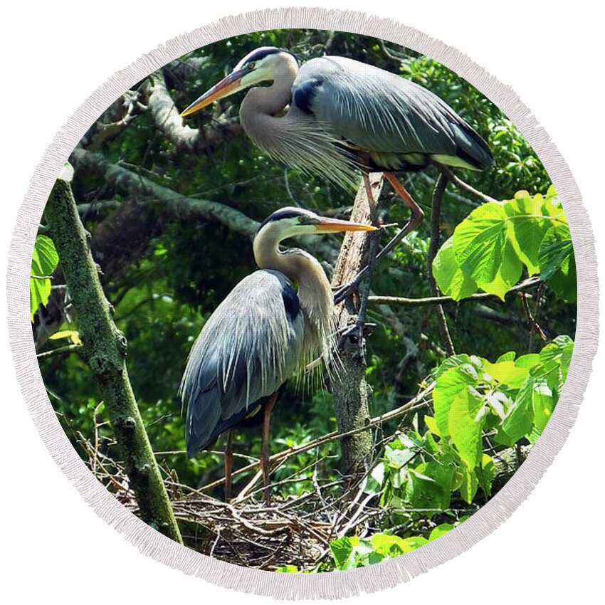 Great Blue Herons Round Beach Towel featuring the photograph A Nesting Pair of Great Blue Herons by Judy Wanamaker