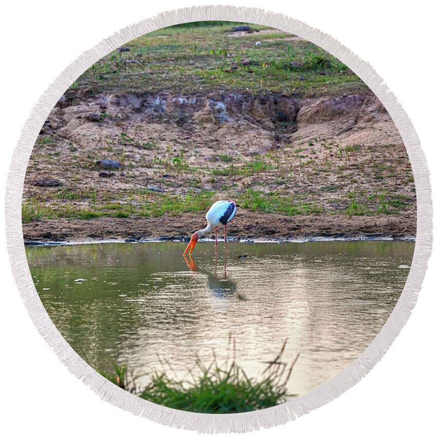 Adventure Round Beach Towel featuring the photograph a painted stork is fishing in a pond in the Yala Nationalpark by Gina Koch