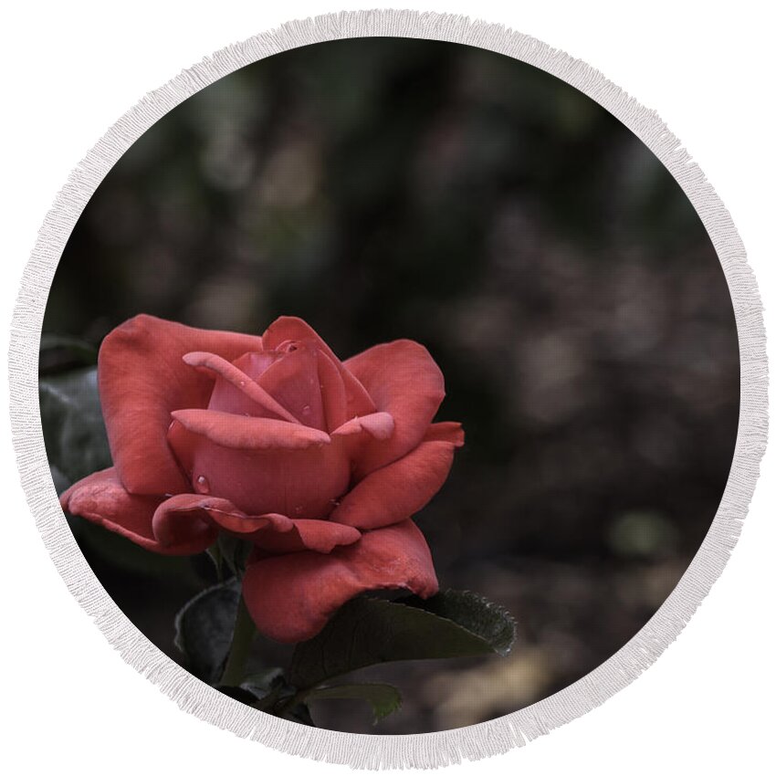 Rose Round Beach Towel featuring the photograph A Red Beauty by Ed Clark