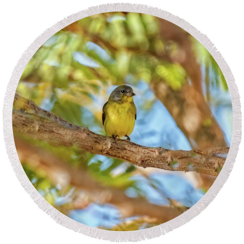  Yellow Round Beach Towel featuring the photograph A Resting Lesser Goldfinch by Robert Bales