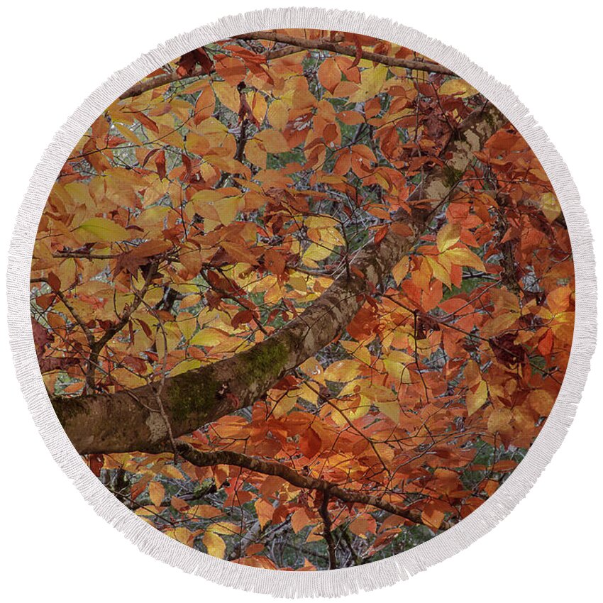 Autumn Round Beach Towel featuring the photograph A Section Of The Season by Mike Eingle