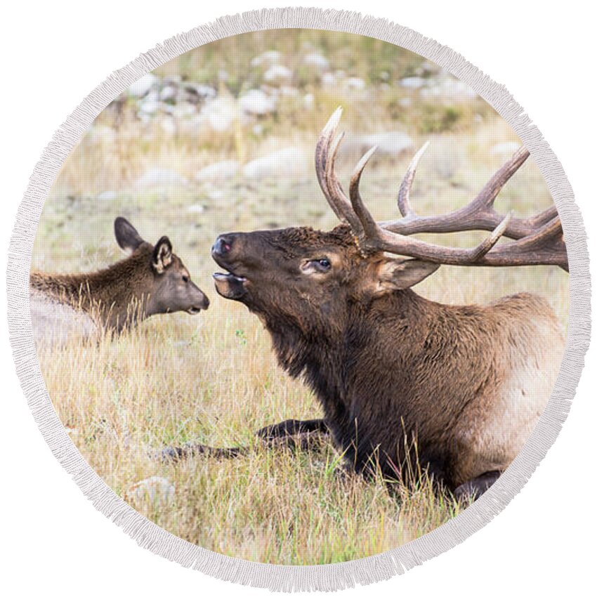 Elk Round Beach Towel featuring the photograph A Song of Love by Alex Lapidus