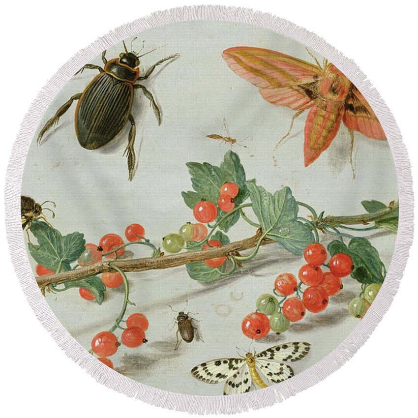 Sprig Round Beach Towel featuring the painting A sprig of redcurrants with an elephant hawk moth, a magpie moth and other insects, 1657 by Jan Van Kessel