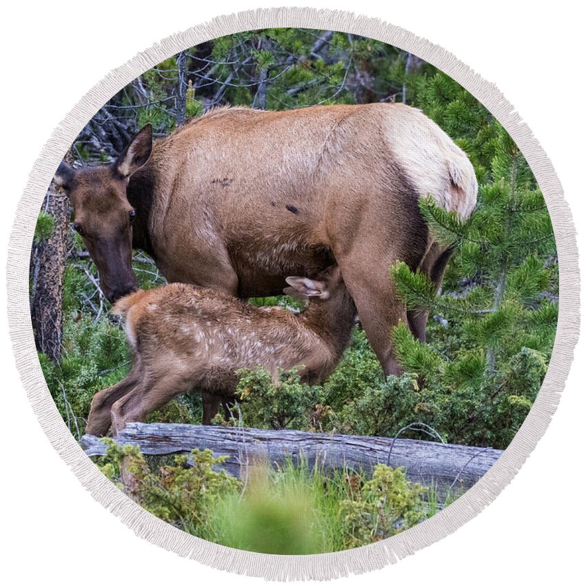 Elk Calf Round Beach Towel featuring the photograph A Sweet Moment In Time by Mindy Musick King