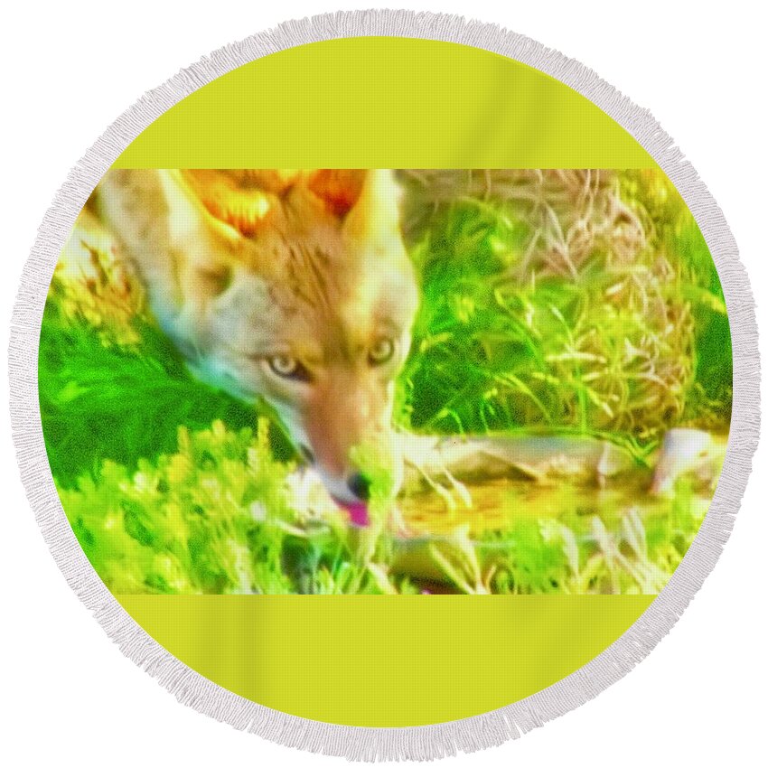 Arizona Round Beach Towel featuring the photograph A Thirsty Coyote by Judy Kennedy
