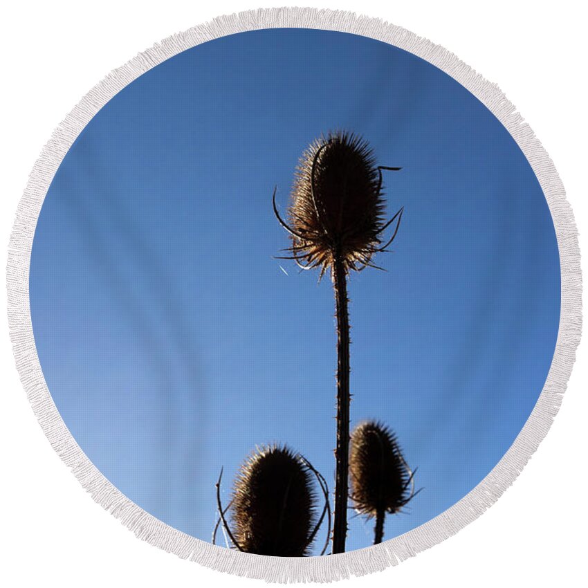 Nature Round Beach Towel featuring the photograph A thriving trio 2 by Helga Novelli