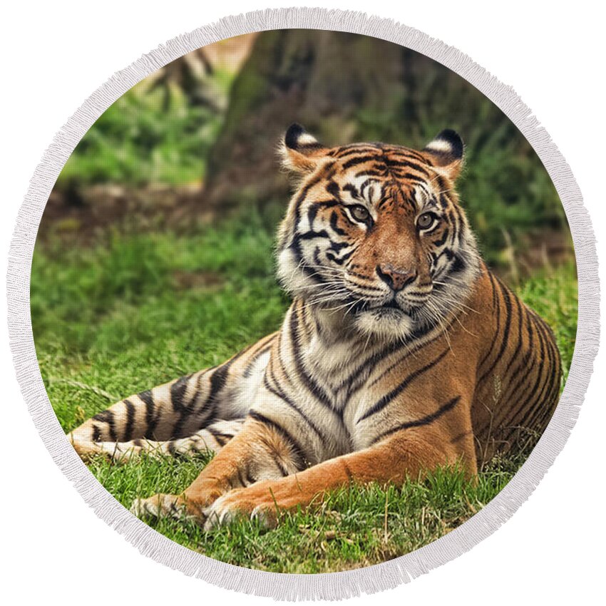 Large Tiger Approaching Round Beach Towel featuring the photograph A Tiger Relaxing on a Cool Afternoon by Jim Fitzpatrick