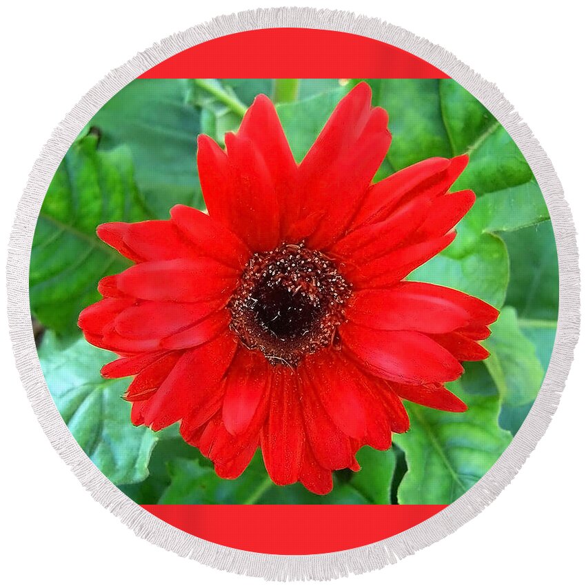 Flower Round Beach Towel featuring the photograph A True Red by Sandi OReilly