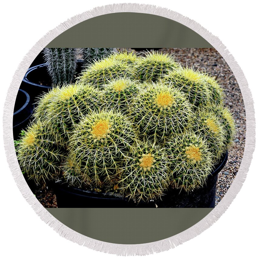 Plant Round Beach Towel featuring the photograph A Tub Of Barrel Cacti by Jay Milo
