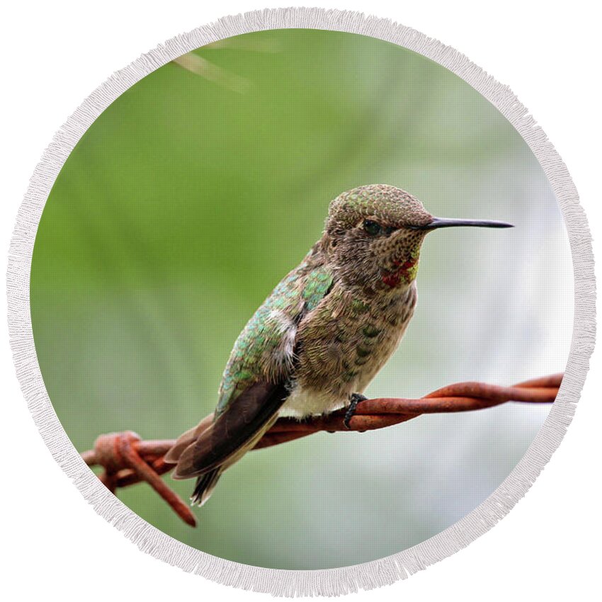 Hummingbird Round Beach Towel featuring the photograph A Welcome Home by Rory Siegel