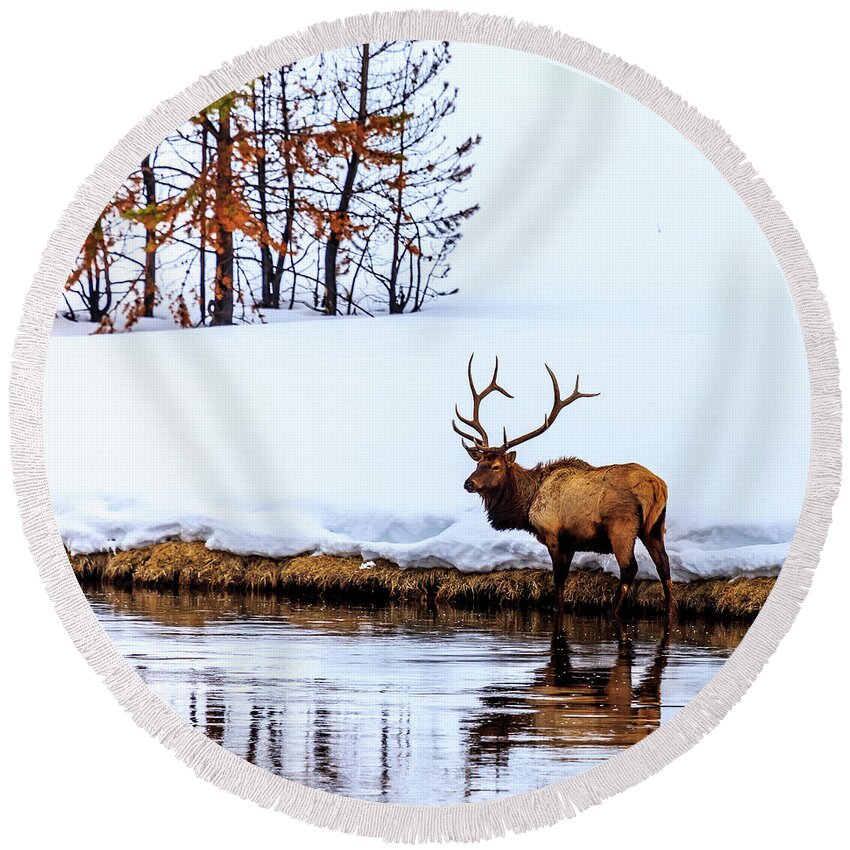 Elk Round Beach Towel featuring the photograph A Winter Wade by Robert Caddy