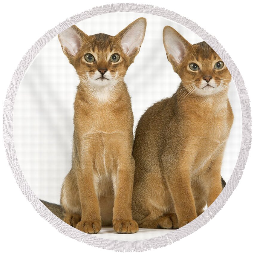 Cat Round Beach Towel featuring the photograph Abyssinian Cats by Jean-Michel Labat