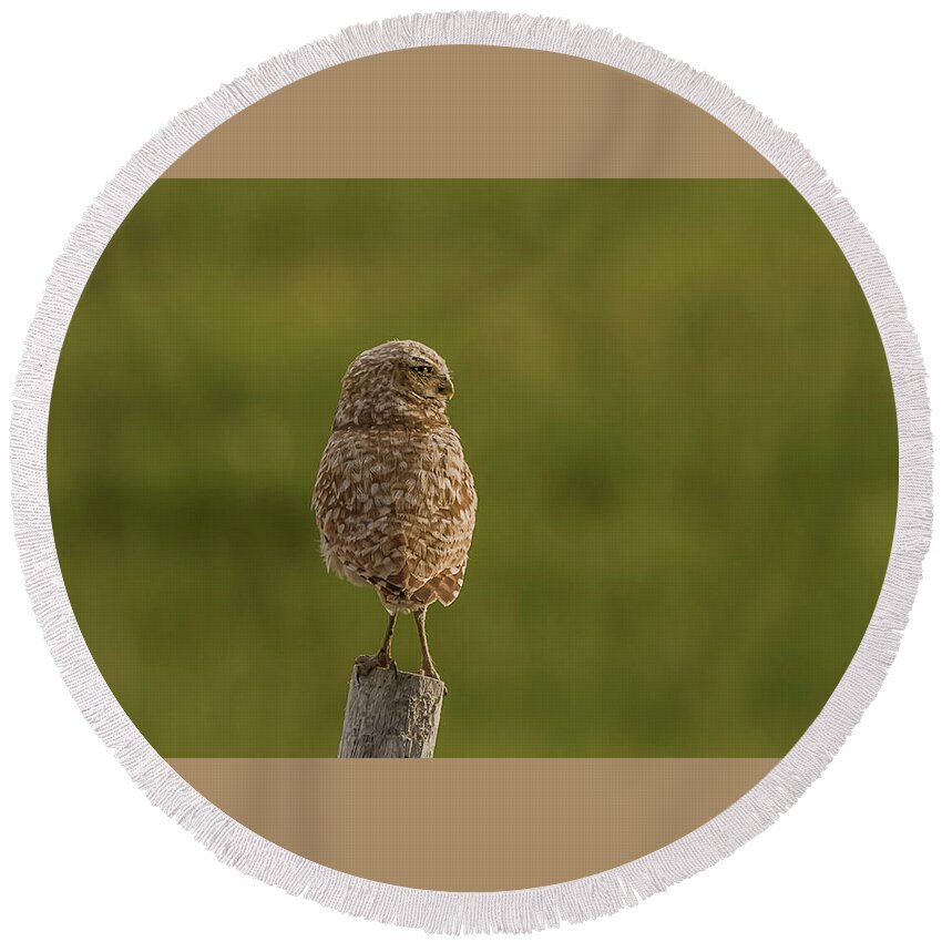 Owl Round Beach Towel featuring the photograph Adult Burrowing Owl by Yeates Photography