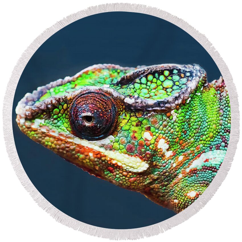African Chameleon Round Beach Towel featuring the photograph African Chameleon by Richard Goldman