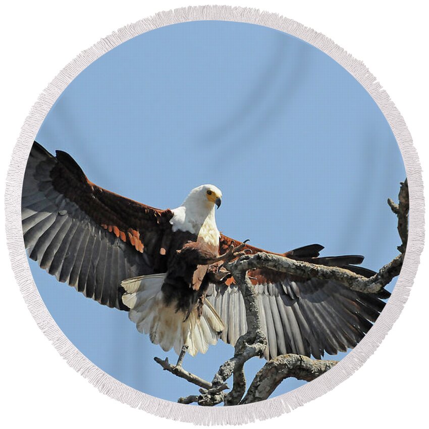 Africa Round Beach Towel featuring the photograph African Fish Eagle by Ted Keller