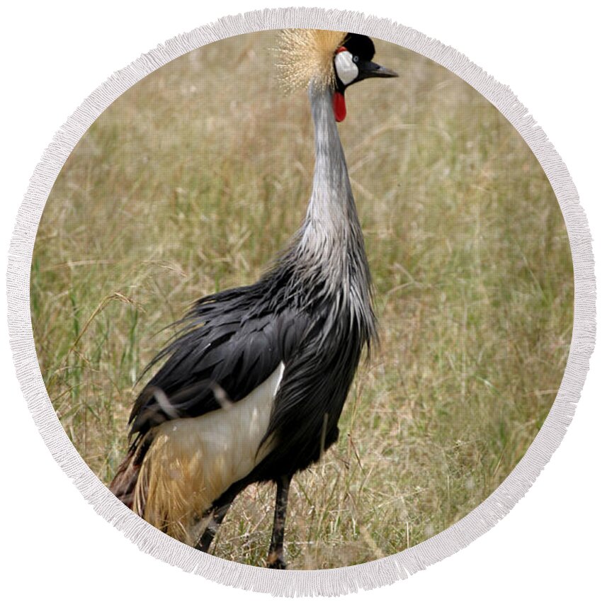 Grey Crown Crane Round Beach Towel featuring the photograph African Grey Crowned Crane by Joseph G Holland