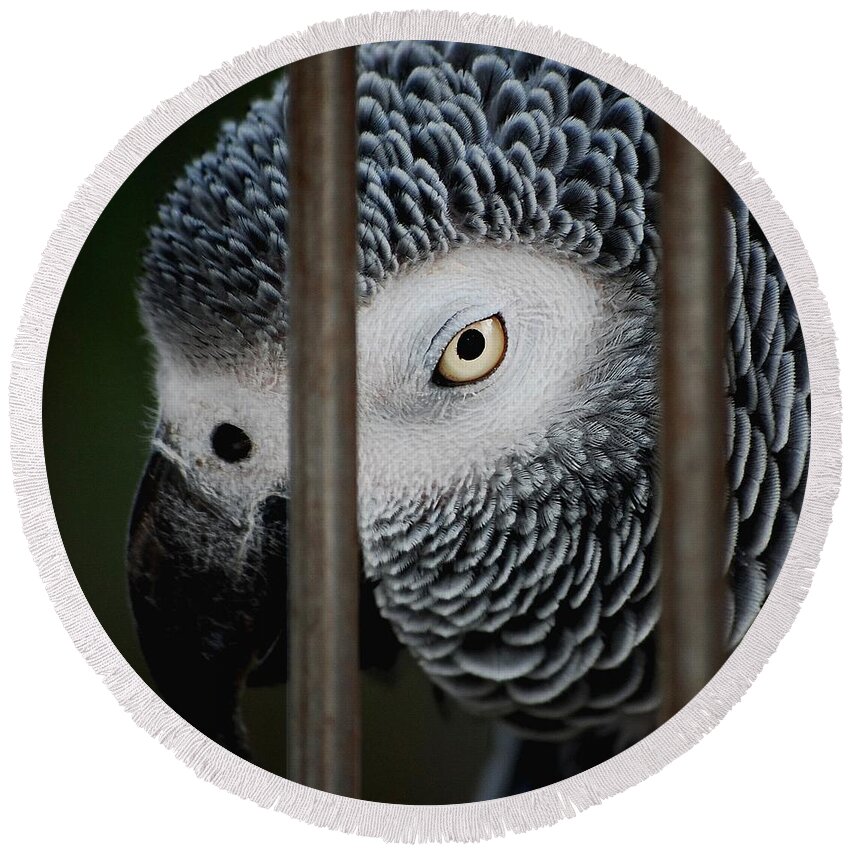 African Grey Round Beach Towel featuring the photograph African Grey by Robert Meanor