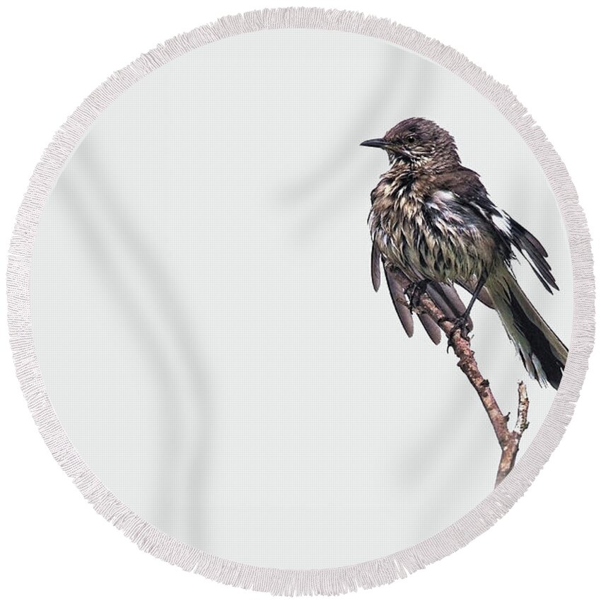 Mockingbird Round Beach Towel featuring the photograph After the Storm by Stuart Harrison