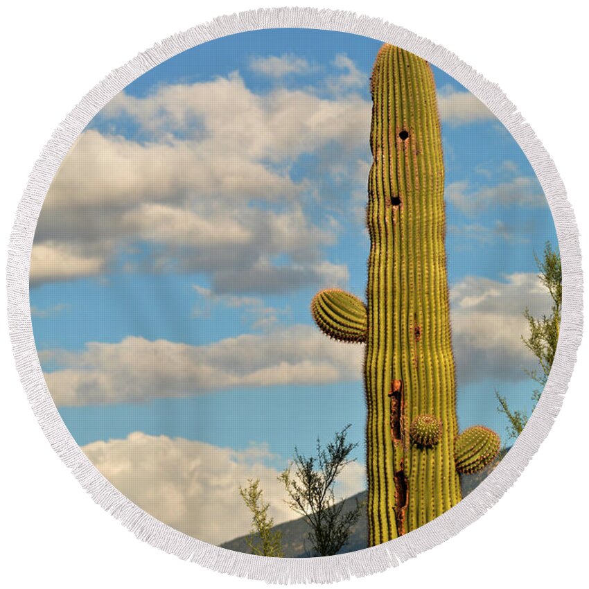 Sagauro Round Beach Towel featuring the photograph Afternoon Cactus by Michael McGowan