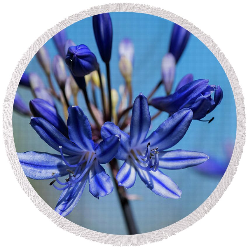 Agapanthus Round Beach Towel featuring the photograph Agapanthus by Robert Potts