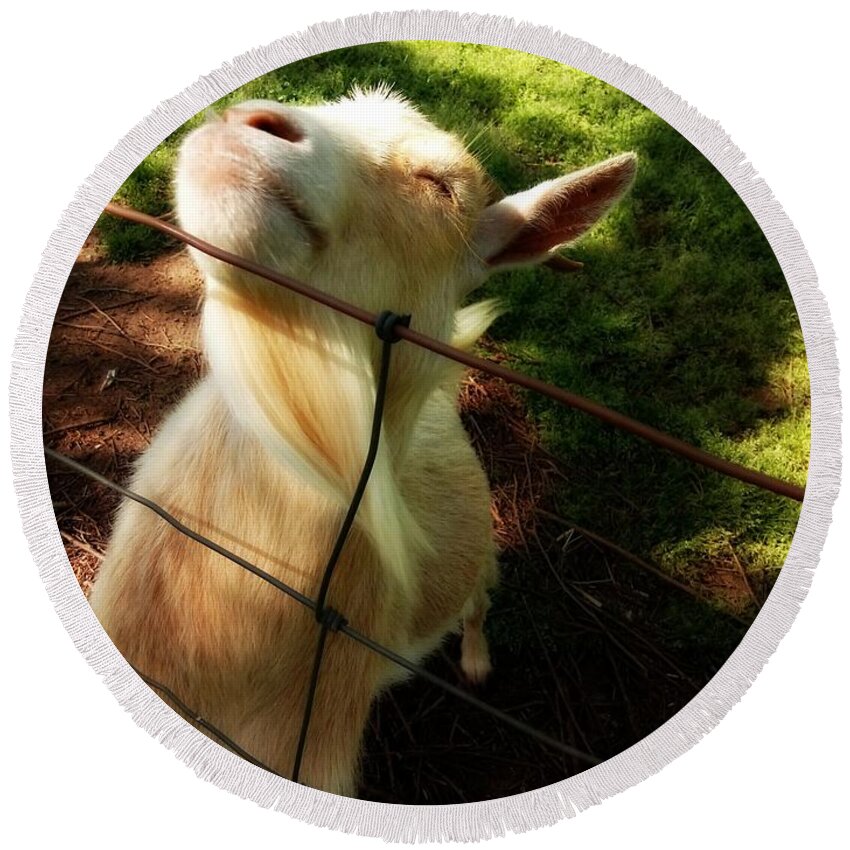 Goat Round Beach Towel featuring the photograph Ah Finally Spring Goat by Kathy Barney