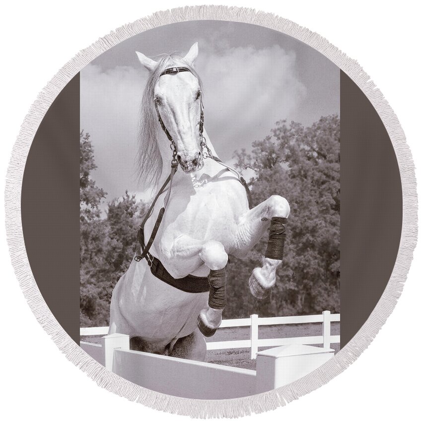 Horse Round Beach Towel featuring the photograph Airs Above the Ground - Lipizzan Stallion Rearing by Mitch Spence