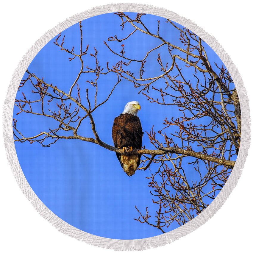 Alaska Round Beach Towel featuring the photograph Alaskan Bald Eagle in tree at sunset by Patrick Wolf