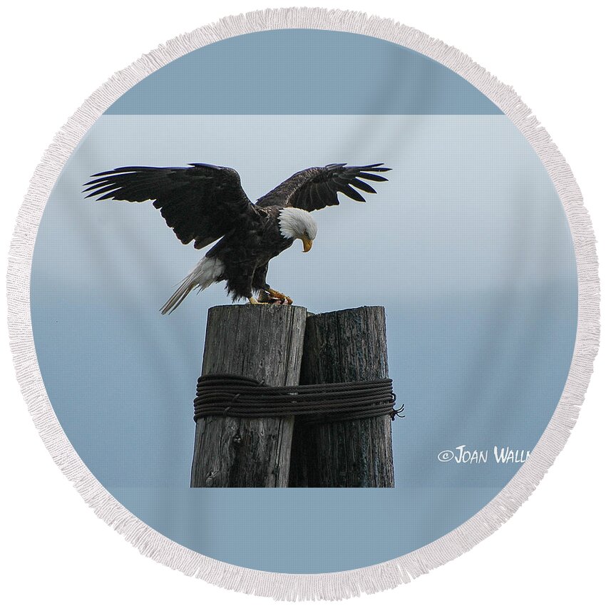Seward Round Beach Towel featuring the photograph Alaskan Bald Eagle by Joan Wallner