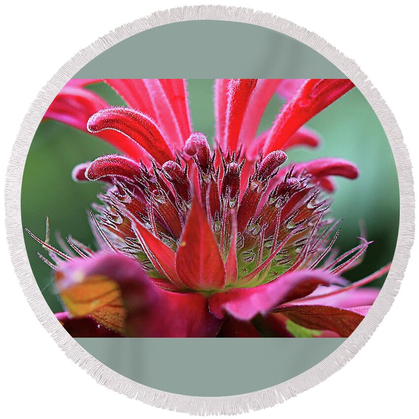 Bee Balm Round Beach Towel featuring the photograph Alien Plant Life by David Stasiak