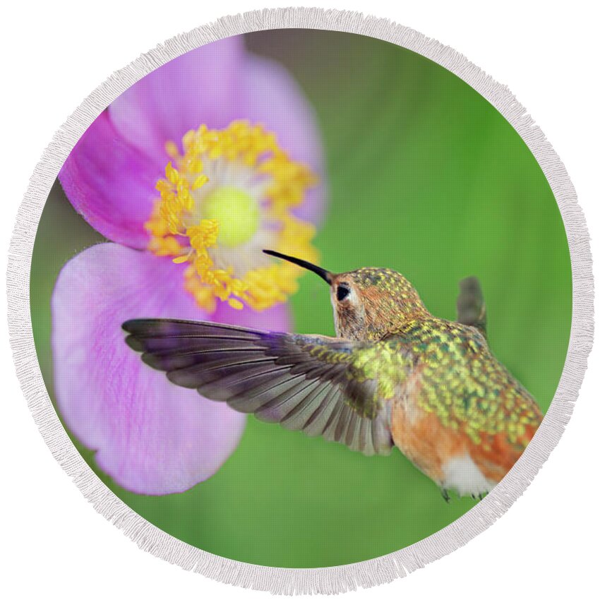 Hummingbird Round Beach Towel featuring the photograph Allens Hummingbird and Anemone by Susan Gary